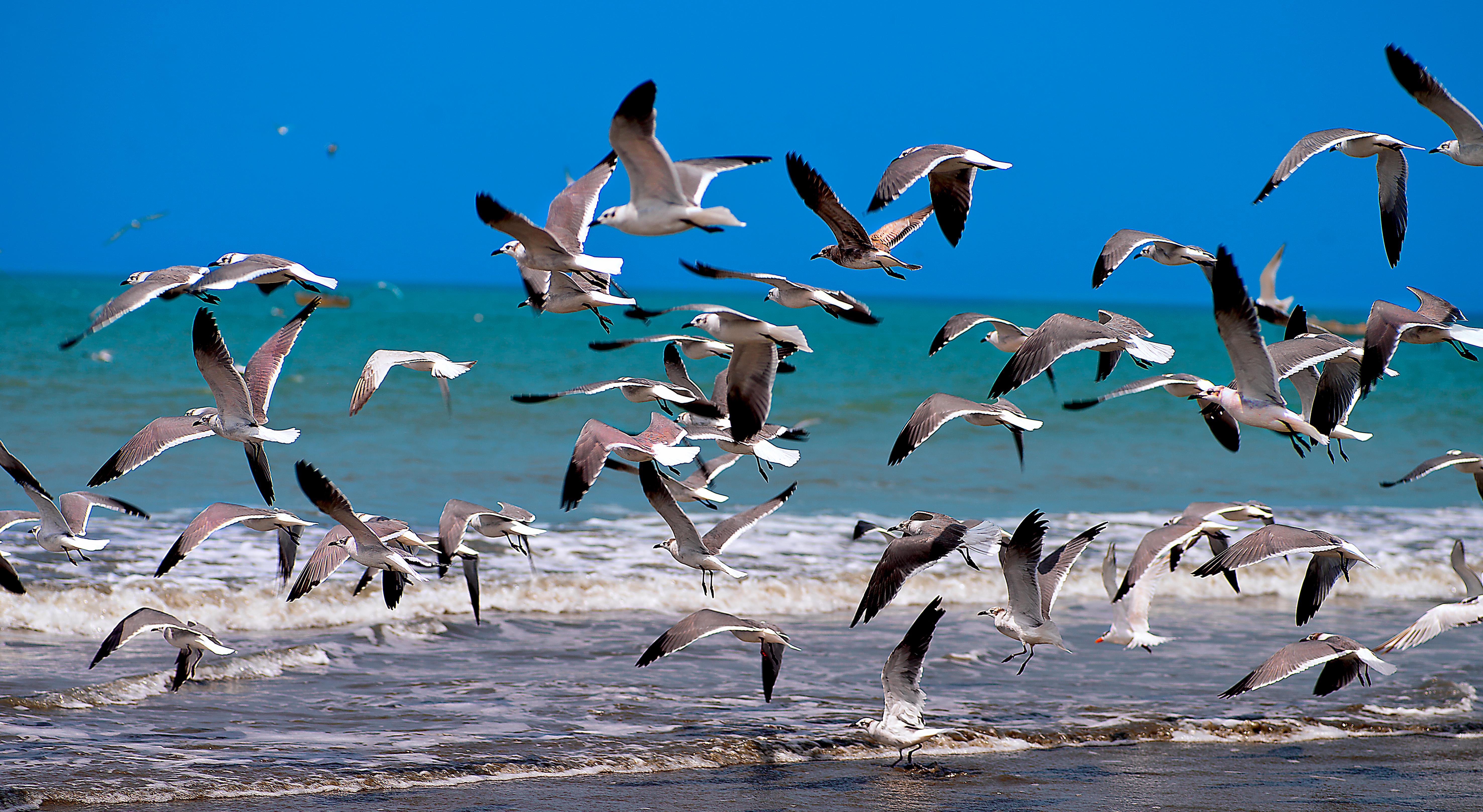 Aranwa Paracas Resort & Spa Exterior photo Birds at the beach